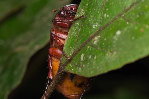 Schattig Bruin Scarab Beetle Sabah Borneo Mooie Close Van Bruin — Stockfoto