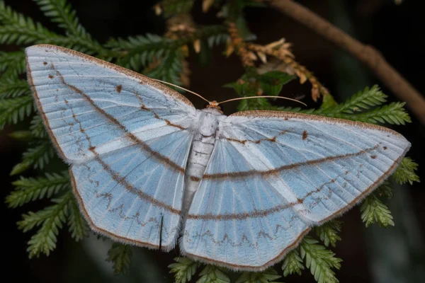 Macro Beeld Natuur Unieke Mot Van Sabah Borneo — Stockfoto