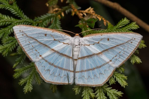 マクロなイメージの性質とサバ州 ボルネオ島のユニークな蛾 — ストック写真