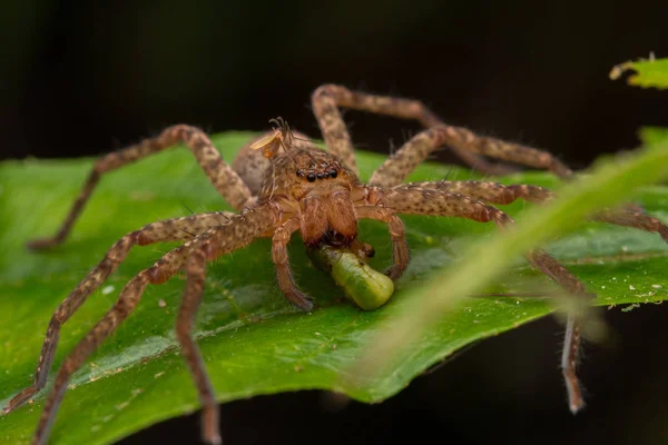 Beautiful Spider Sabah Borneo Spider Borneo Hunstman Spider Green Leaf — стоковое фото