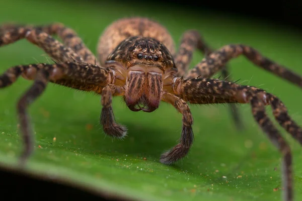 Beautiful Spider Sabah Borneo Spider Borneo Hunstman Spider Green Leaf — Stock Photo, Image