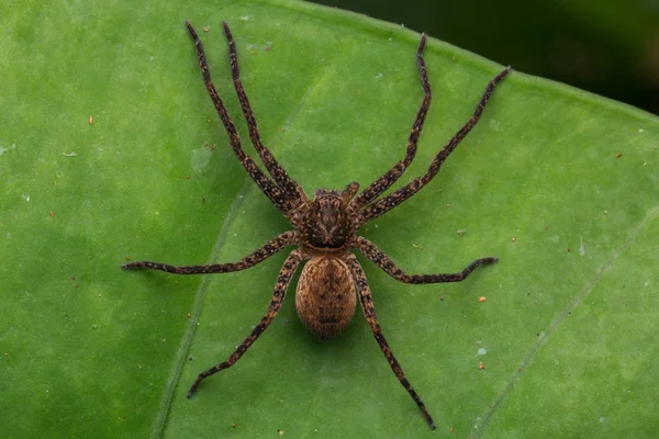 Schöne Spinne Sabah Borneo Spinne Von Borneo Hunstman Spinne Auf — Stockfoto