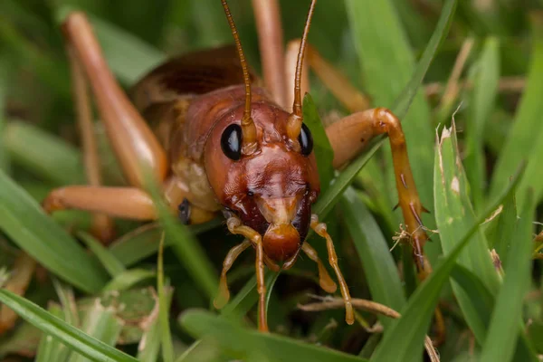 Natura Scena Gigantycznego Krykieta Sabah Borneo Close Image Giant Cricket — Zdjęcie stockowe