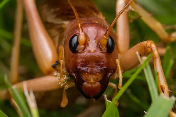 Natureza Cena Grilo Gigante Sabah Bornéu Close Cricket Gigante — Fotografia de Stock