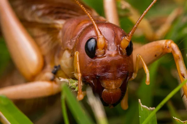 Natur Szene Der Riesigen Grille Sabah Borneo Großaufnahme Von Giant — Stockfoto