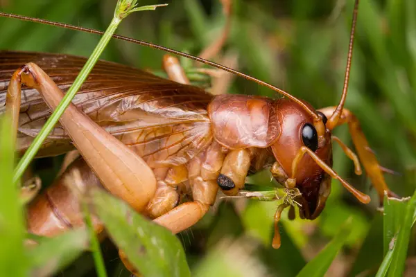 Natur Szene Der Riesigen Grille Sabah Borneo Großaufnahme Von Giant — Stockfoto