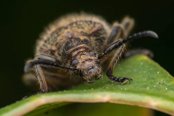 Beautiful Close Image Hairy Darkling Beetleat Kota Kinabalu Borneo — Stock Photo, Image