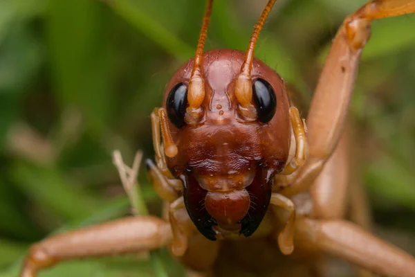 Přírodní Scéna Obřího Kriketu Sabahu Borneo Detailní Záběr Obřího Kriketu — Stock fotografie