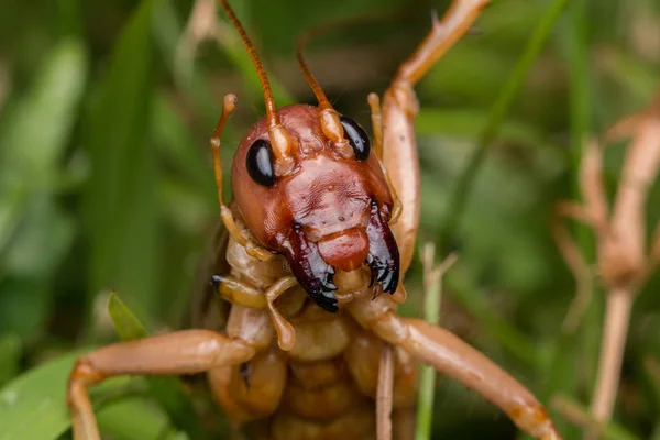 Natura Scena Gigantycznego Krykieta Sabah Borneo Close Image Giant Cricket — Zdjęcie stockowe