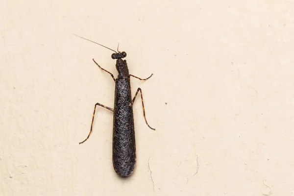 ボルネオの美しい緑のカマキリ 獲物と美しい緑のカマキリ 選択と集中 — ストック写真