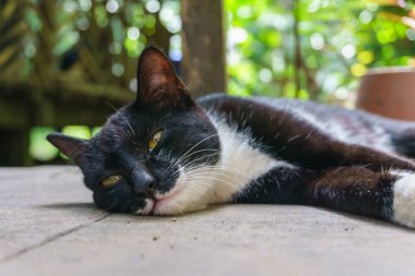 zemin ve uyku yalan sevimli sevimli kedi 