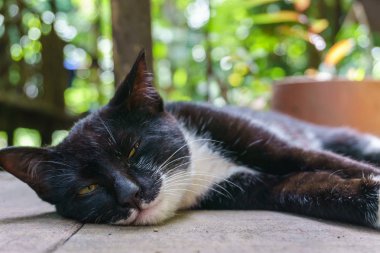 zemin ve uyku yalan sevimli sevimli kedi 