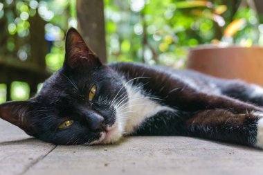 zemin ve uyku yalan sevimli sevimli kedi 