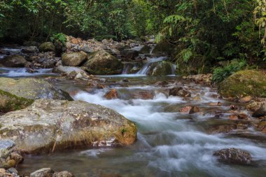 Doğa Manzaralı derin orman temiz Nehri (görüntü biraz uzun expo ve hareket bulanıklığı)