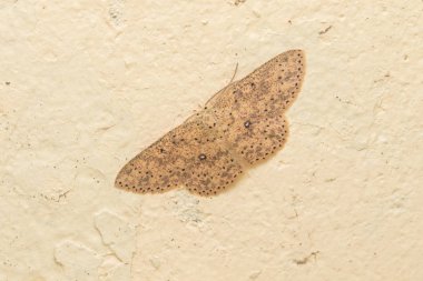 Macro image nature and unique moth of Sabah, Borneo clipart