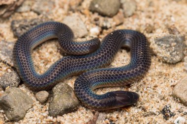 Görüntüyü ve parlak Schmidt'in Reed yılan Borneo, güzel yılan detay