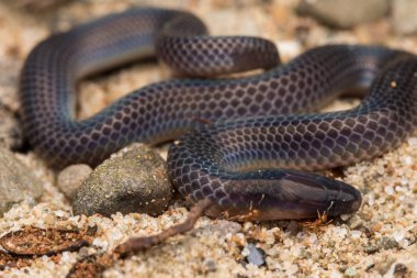 Görüntüyü ve parlak Schmidt'in Reed yılan Borneo, güzel yılan detay