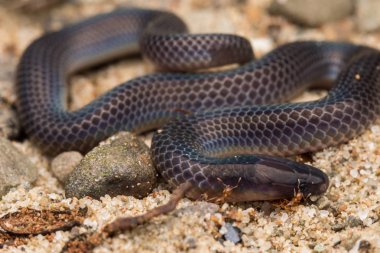 Görüntüyü ve parlak Schmidt'in Reed yılan Borneo, güzel yılan detay