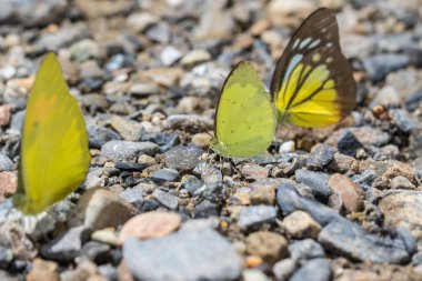 Borneo güzel kelebek kelebek görüntü uygun duvar kağıdı için doğa makro görüntülerinin kullanımını
