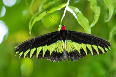 Borneo güzel kelebek kelebek görüntü uygun duvar kağıdı için doğa makro görüntülerinin kullanımını