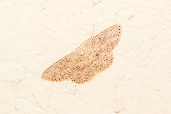 婆罗洲沙巴的宏观形象 自然特征和独特的飞蛾 — 图库照片