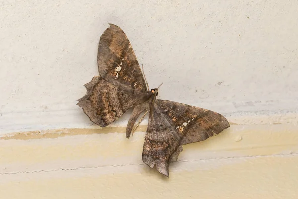 Makro Image Természet Egyedülálló Molylepke Sabah Borneo — Stock Fotó