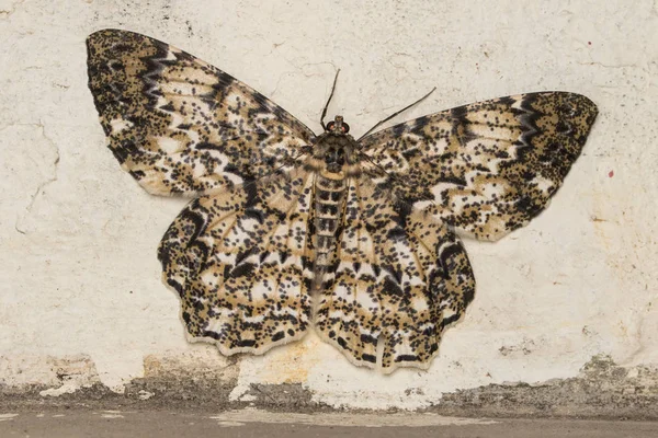 マクロなイメージの性質とサバ州 ボルネオ島のユニークな蛾 — ストック写真