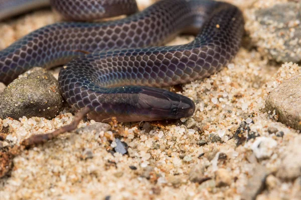 Imagen Macro Detalle Brillante Serpiente Caña Schmidt Borneo Hermosa Serpiente — Foto de Stock