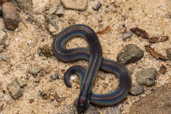 Macro Image Détail Brillant Serpent Roseau Schmidt Bornéo Beau Serpent — Photo