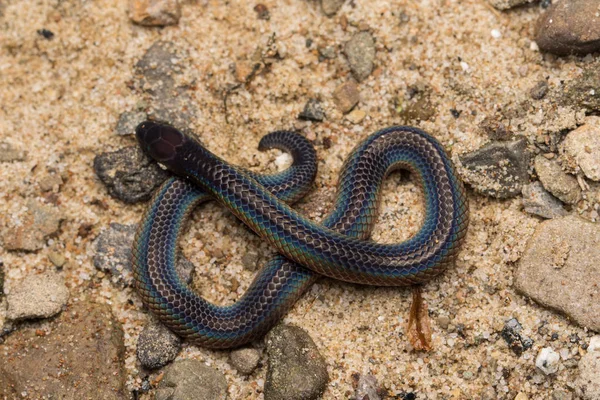 Makro Obrazu Wszystko Błyszczący Schmidt Reed Węża Borneo Piękne Węża — Zdjęcie stockowe