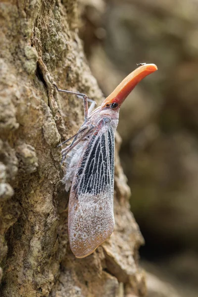 灯笼虫是婆罗洲沙巴树上果实上的昆虫 也是一个罕见的物种虫在沙巴 婆罗洲 — 图库照片