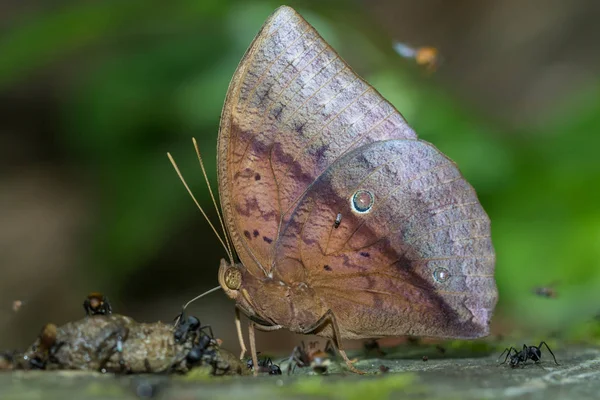 Természet Makró Kép Gyönyörű Borneó Pillangó Pillangó Kép Megfelelő Háttérkép — Stock Fotó