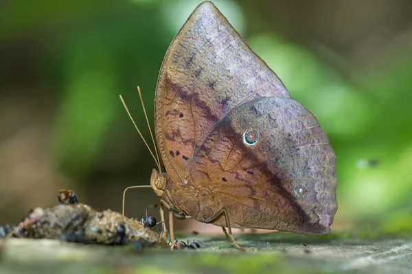 Natureza Macro Imagem Bela Borboleta Bornéu Imagem Borboleta Adequado Para — Fotografia de Stock