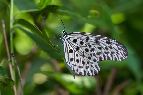 Nature Macro Image Beau Papillon Bornéo Papillon Image Convient Pour — Photo