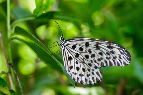 Nature Macro Image Beau Papillon Bornéo Papillon Image Convient Pour — Photo