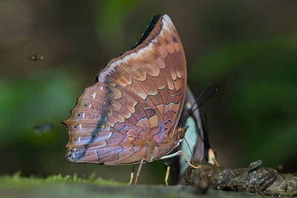 Nature Macro Image Beau Papillon Bornéo Papillon Image Convient Pour — Photo