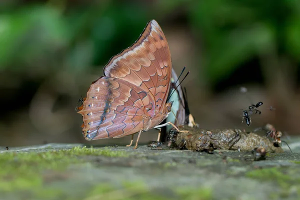 Natur Makro Bild Borneos Vackra Fjäril Fjäril Bild Lämplig För — Stockfoto