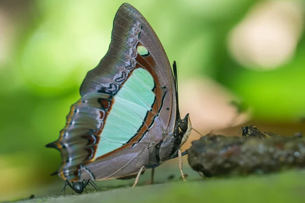 Nature Macro Image Beau Papillon Bornéo Papillon Image Convient Pour — Photo