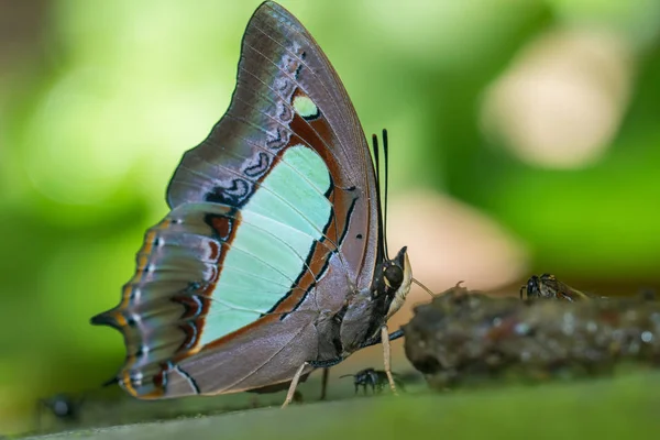 Nature Macro Image Beau Papillon Bornéo Papillon Image Convient Pour — Photo