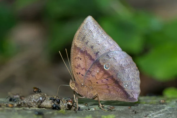 Natura Macro Immagine Della Bella Farfalla Del Borneo Immagine Della — Foto Stock