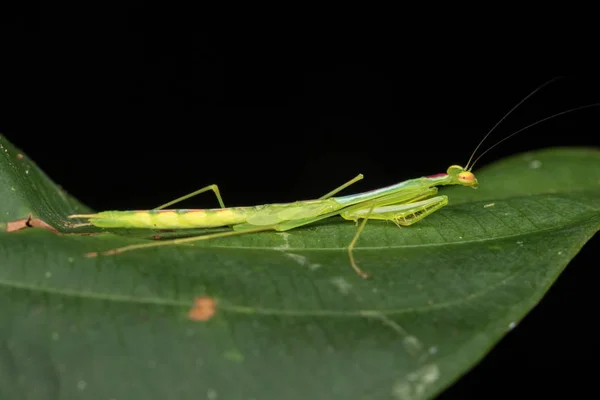 Vackra Gröna Mantis Borneo Vackra Gröna Mantis Med Byten Selektiv — Stockfoto