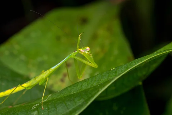 Belle Mante Verte Bornéo Belle Mante Verte Avec Proie Focus — Photo