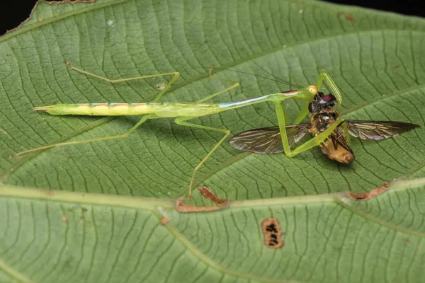 Beautiful Green Mantis Borneo Beautiful Green Mantis Prey Selective Focus — Stock Photo, Image