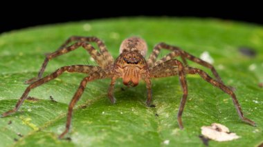Güzel Örümcek Sabah, Borneo, Borneo örümceği, yeşil yapraklı avcı örümcek