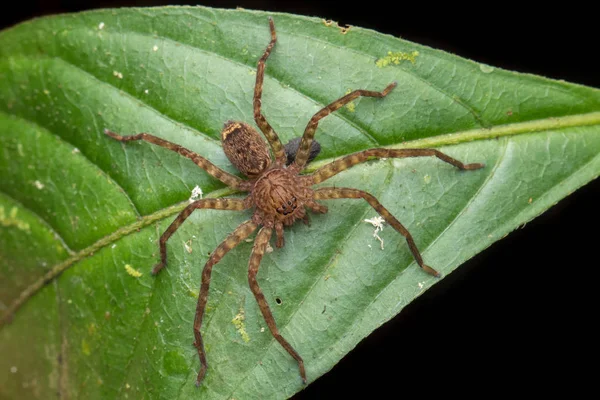 Araña Hermosa Sabah Borneo Araña Borneo Araña Hunstman Hoja Verde — Foto de Stock