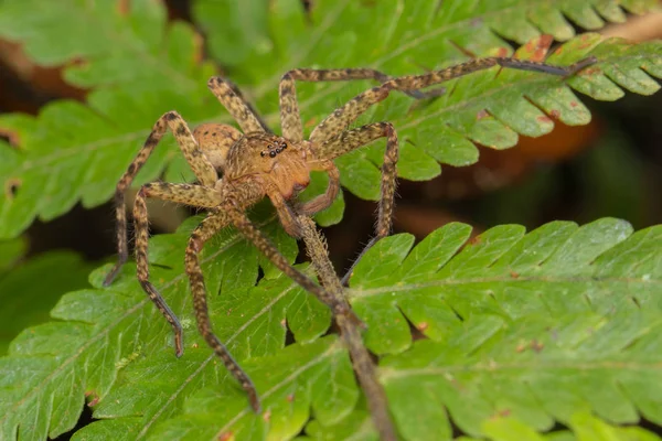 Araña Hermosa Sabah Borneo Araña Borneo Araña Hunstman Hoja Verde —  Fotos de Stock