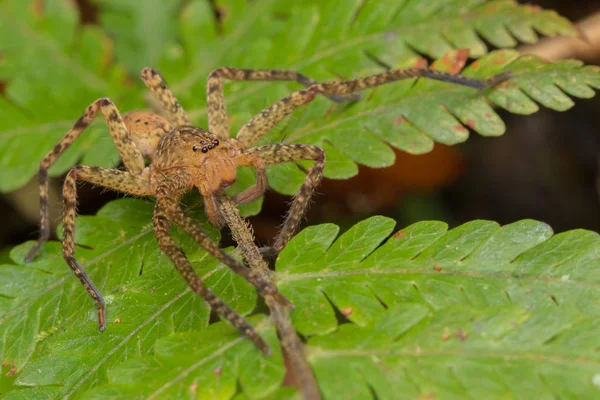 Araña Hermosa Sabah Borneo Araña Borneo Araña Hunstman Hoja Verde —  Fotos de Stock