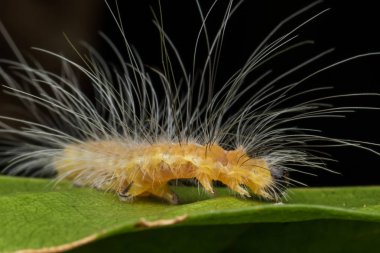  Güzel sarı Caterpillar yeşil yapraklarda