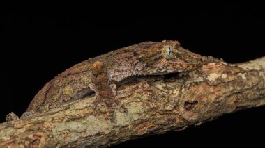  Kamuflaj uçan gecko Sabah Borneo, doğa Yaban hayatı görüntü.