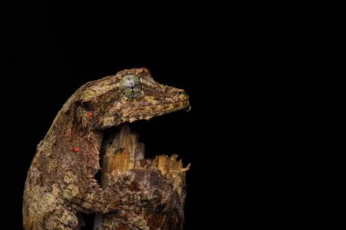  Kamuflaj uçan gecko Sabah Borneo, doğa Yaban hayatı görüntü.